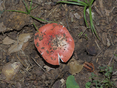 Russula pulchra