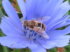 Eristalis abusiva