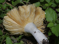 Russula pulchra
