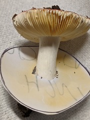 Russula pulchra