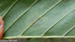 Cameraria betulivora