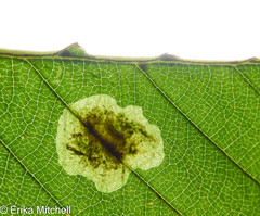 Cameraria betulivora