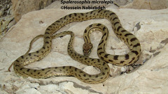 Spalerosophis microlepis