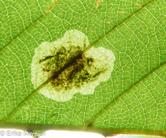 Cameraria betulivora