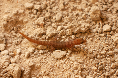 Sphaerodactylus savagei juanilloensis