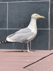 Larus argentatus