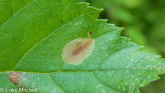 Cameraria betulivora