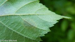 Cameraria betulivora