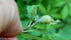 Dasineura salicifoliae