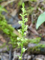 Platanthera flava flava