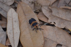 Calopteron discrepans