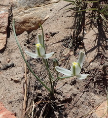 Albuca longipes