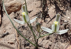 Albuca longipes