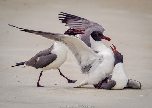 Mouette atricille