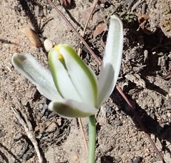 Albuca longipes