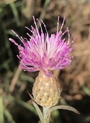 Centaurea exarata