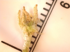 Croton argyranthemus