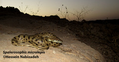 Spalerosophis microlepis