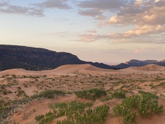 Trimerotropis barnumi