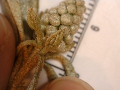 Croton argyranthemus