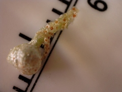 Croton argyranthemus