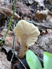 Spathulariopsis velutipes
