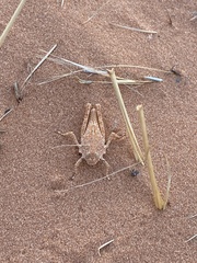 Trimerotropis barnumi