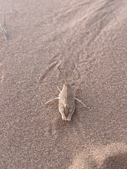 Trimerotropis barnumi