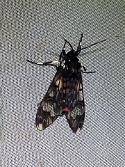 Hyaleucerea vulnerata