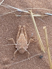 Trimerotropis barnumi