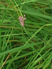 Allium carinatum pulchellum