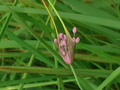 Allium carinatum pulchellum