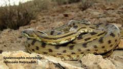 Spalerosophis microlepis