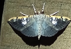 Pantographa