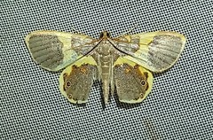 Opisthoxia