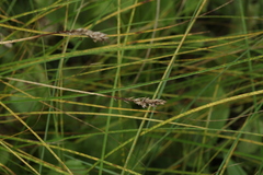 Carex diandra