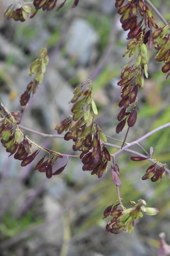 Isatis costata