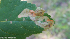 Agromyza valdorensis