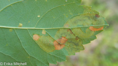 Agromyza valdorensis