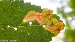 Agromyza valdorensis