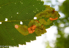 Agromyza valdorensis