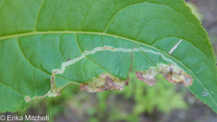 Aulagromyza orbitalis