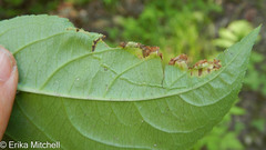 Aulagromyza orbitalis
