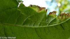 Aulagromyza orbitalis