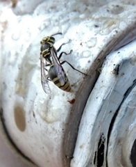 Protonectarina sylveirae