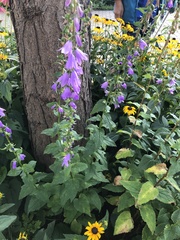 Campanula rapunculoides