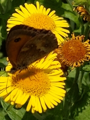 Pyronia tithonus