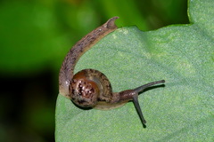 Petalochlamys