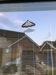 Cydalima perspectalis