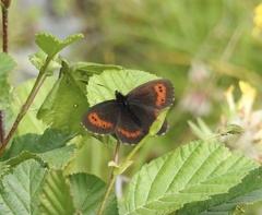 Erebia ligea